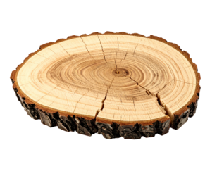 Cross-section of a tree trunk, showing rings, cracks, and the dark bark edge