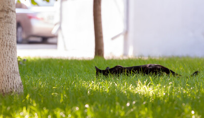 A black cat sneaks through the tall grass