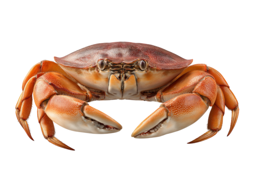Orange Crab Front View isolated on a transparent background