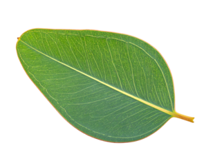 A single, translucent green leaf with prominent veins and a smooth edge, isolated on black
