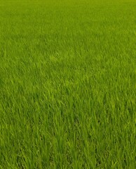 坂の上から見る初夏の田んぼ風景	