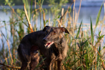 A whippet, or small English greyhound, a slender, muscular, athletic dog stands on the bank of a river