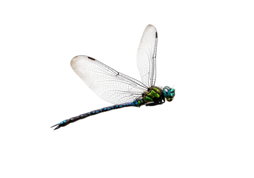 Isolated Green Dragonfly Insect with Delicate Wings in Flight, Wildlife Photography, Studio Shot