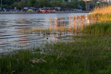 Islands of reeds growing in the river