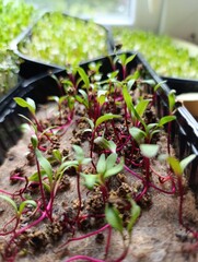 healthy tasty green microgreens grow fast