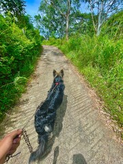 dog in the park