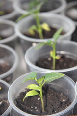 healthy tasty green microgreens grow fast