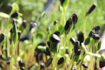 healthy tasty green microgreens grow fast