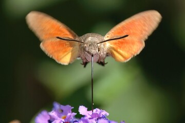 hummingbird hawk-moth © Catherine