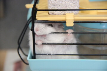 white hamster gnaws a cage in captivity