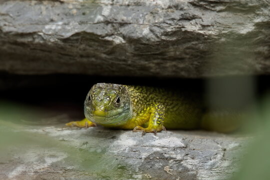 Lezard