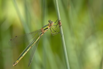 dragonfly on a leaf