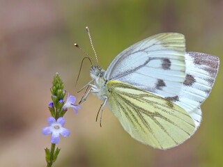 butterfly on a flower