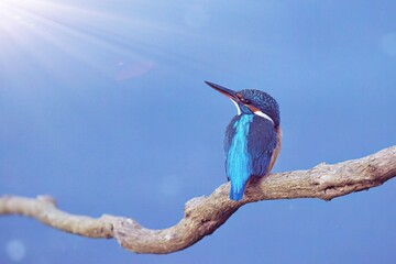 Kingfisher lilac breasted roller