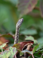 snake in the grasd