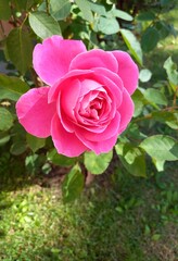 pink roses in garden