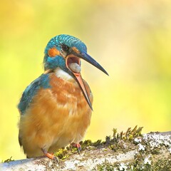 Kingfisher 