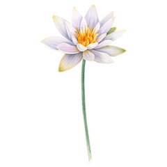 Lotus white on an isolated background. Watercolor botanical illustration of hand painted water lily flowers. Chinese and Indian design for postcards and invitations. Zen design, Buddhism, and Hinduism