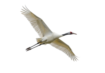 Isolated Whooping Crane soars through the air with its elegant, outstretched wings, USA