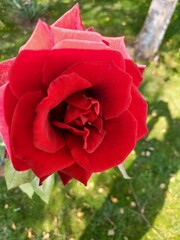red rose in garden