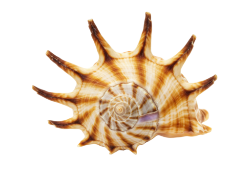 Isolated spider conch shell with brown, cream coloring and long, pointed projections