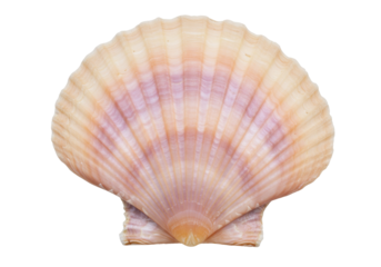 Isolated scallop shell, beautiful natural treasure, single object for seaside design projects