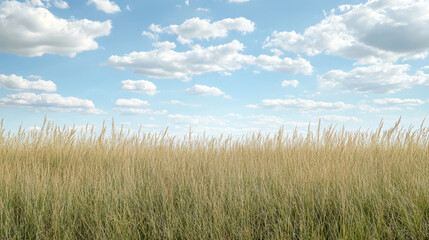 Fototapeta premium Tall grass sways gently bright blue sky filled with fluffy clouds, creating serene landscape