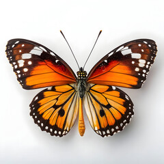 Fototapeta premium A beautiful butterfly