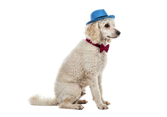 Isolated dog with stylish hat and bow tie, studio portrait, cute animal, elegance