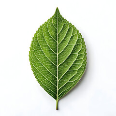 Fototapeta premium Aesthetic leaf flat lay