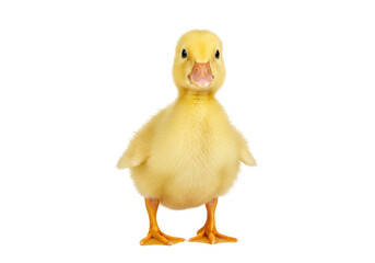 Isolated cute little yellow duckling standing, fluffy chick, adorable farm animal on display