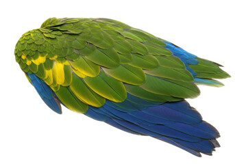 Isolated wing of a bird with green yellow and blue feathers in a studio shot no background