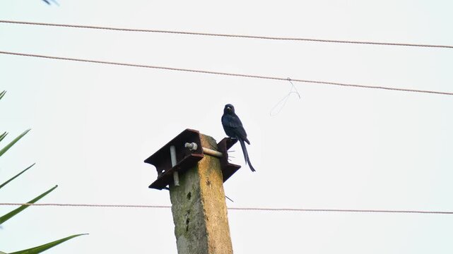 A black drongo (Dicrurus macrocercus) bird resting on a electric pole close up.