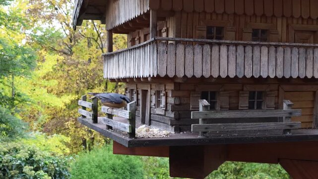 Nuthatch and tit feeding at a bird feed