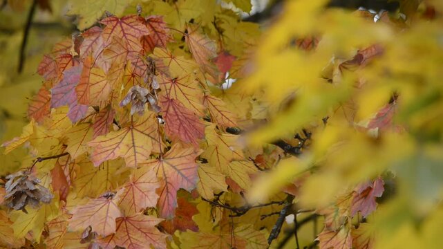 Gelb-rote herbstliche Bl&auml;tter im leichten Wind