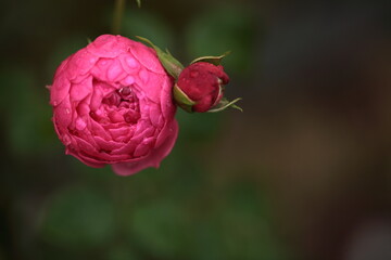 ピンク色のバラのアップ