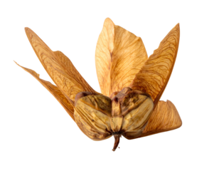 Isolated close-up of a brown winged seed with detailed texture on a black background