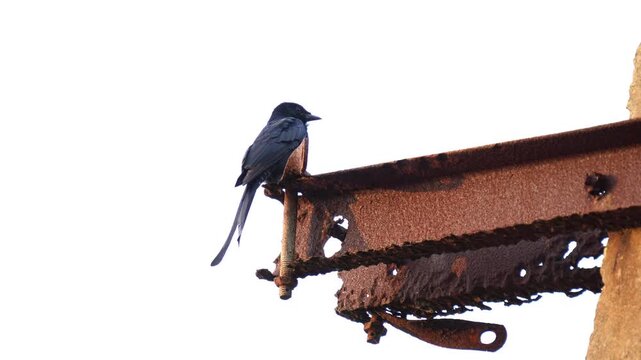 Black drongo bird sit on a electric pole.