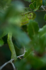 African chameleon among some foliage looking backward, Greece