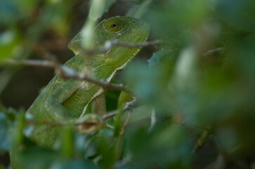 Close-up of an African chameleon between the leaves of a bush, Greece