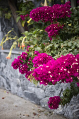 Obraz premium Bougainvillea with Bright Magenta Bracts Against Stone Wall