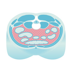 Cross-sectional illustration of visceral fat