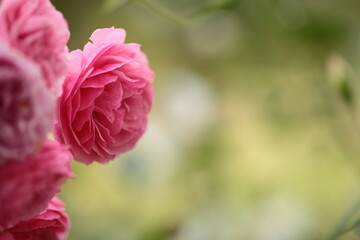 ピンク色のバラのアップ