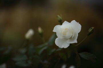 アイスバーグのアップ
