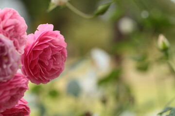 ピンク色のバラのアップ