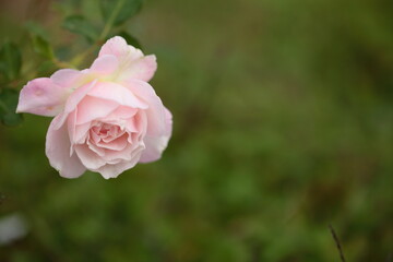 淡いピンク色のバラの花のアップ