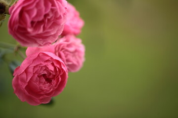 ピンク色のバラのアップ