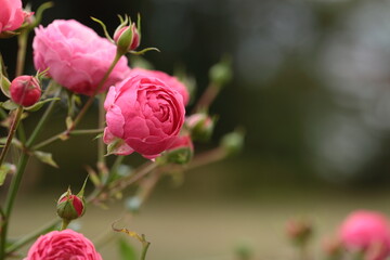 ピンク色のバラのアップ