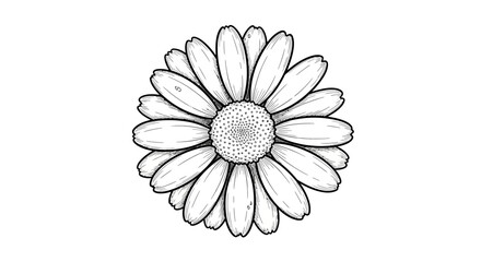 Obraz premium Artistic detailed drawing of a daisy flower on a plain background design