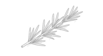 Delicate rosemary branch in detailed line art illustration on white background